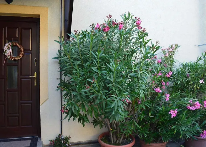 18 * Денешдиаш